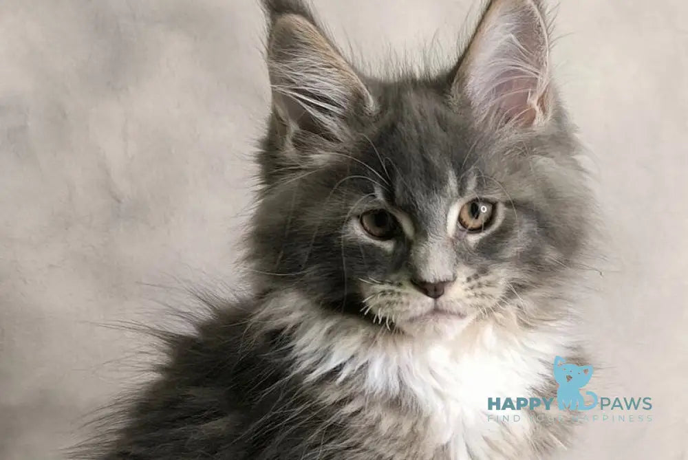 Tsunami Maine Coon female blue silver bicolour tabby live animals