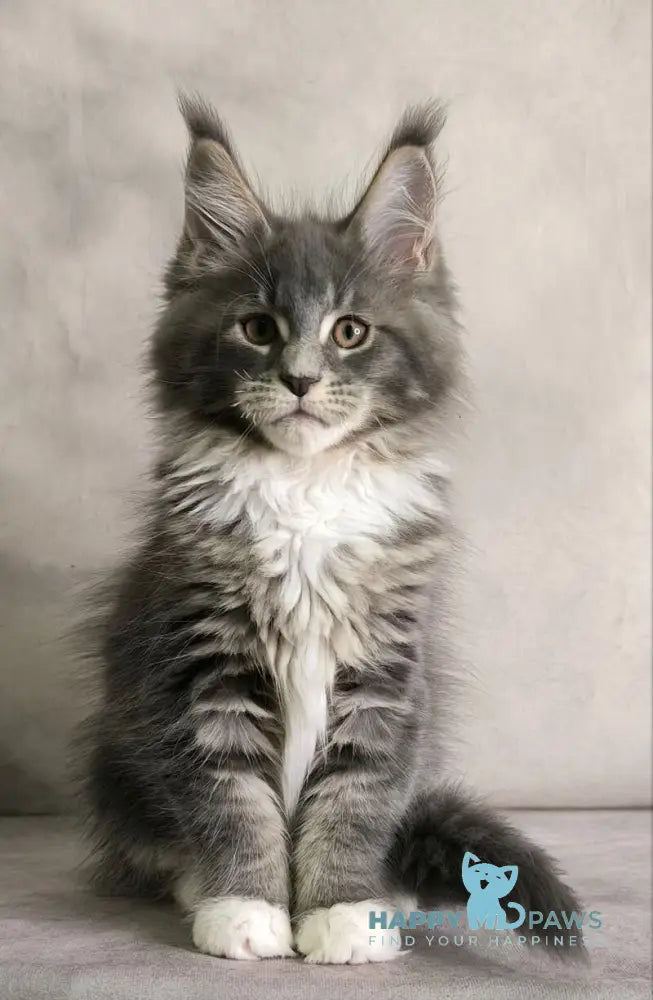 Tsunami Maine Coon female blue silver bicolour tabby live animals