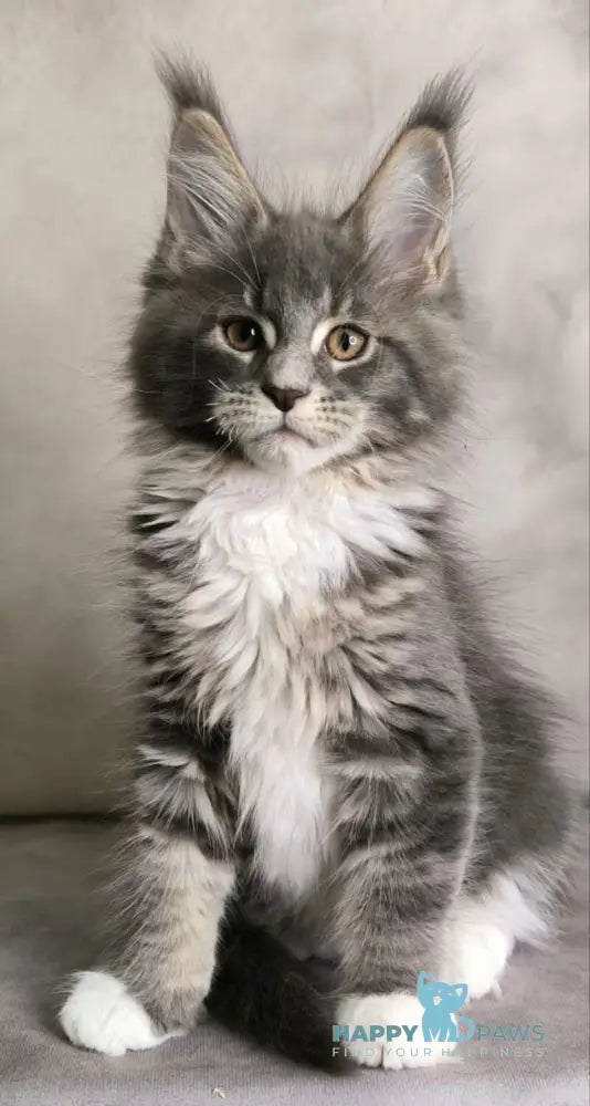 Tsunami Maine Coon female blue silver bicolour tabby live animals