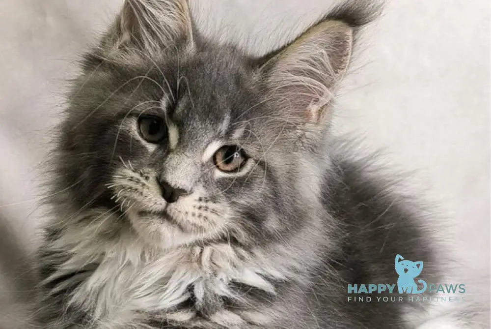 Tsunami Maine Coon female blue silver bicolour tabby live animals