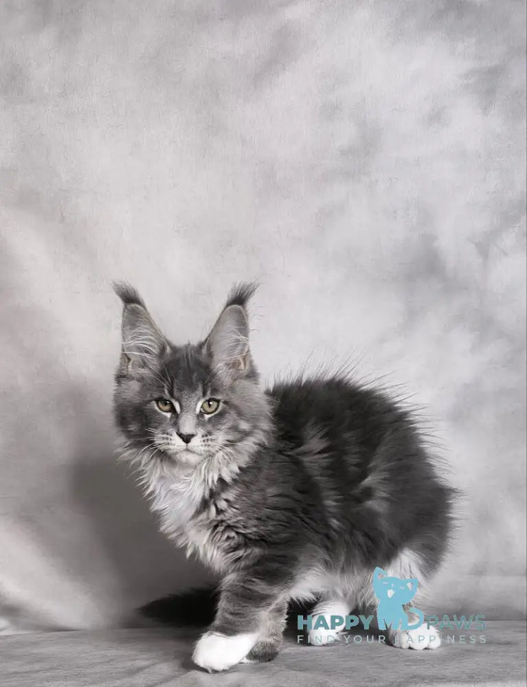 Tsunami Maine Coon female blue silver bicolour tabby live animals