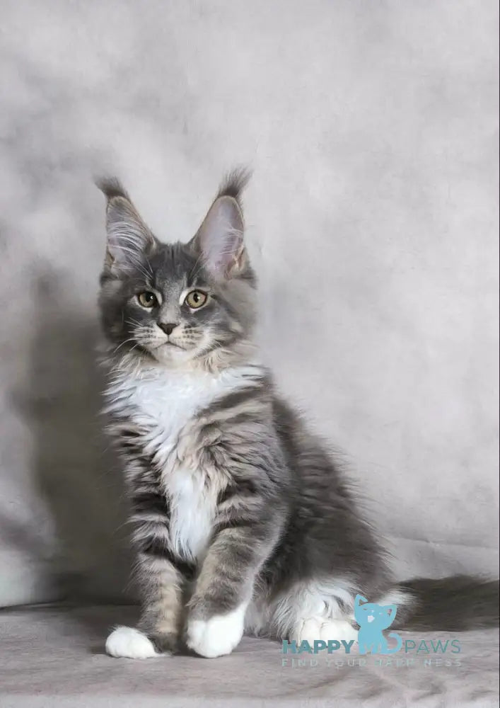Tsunami Maine Coon female blue silver bicolour tabby live animals