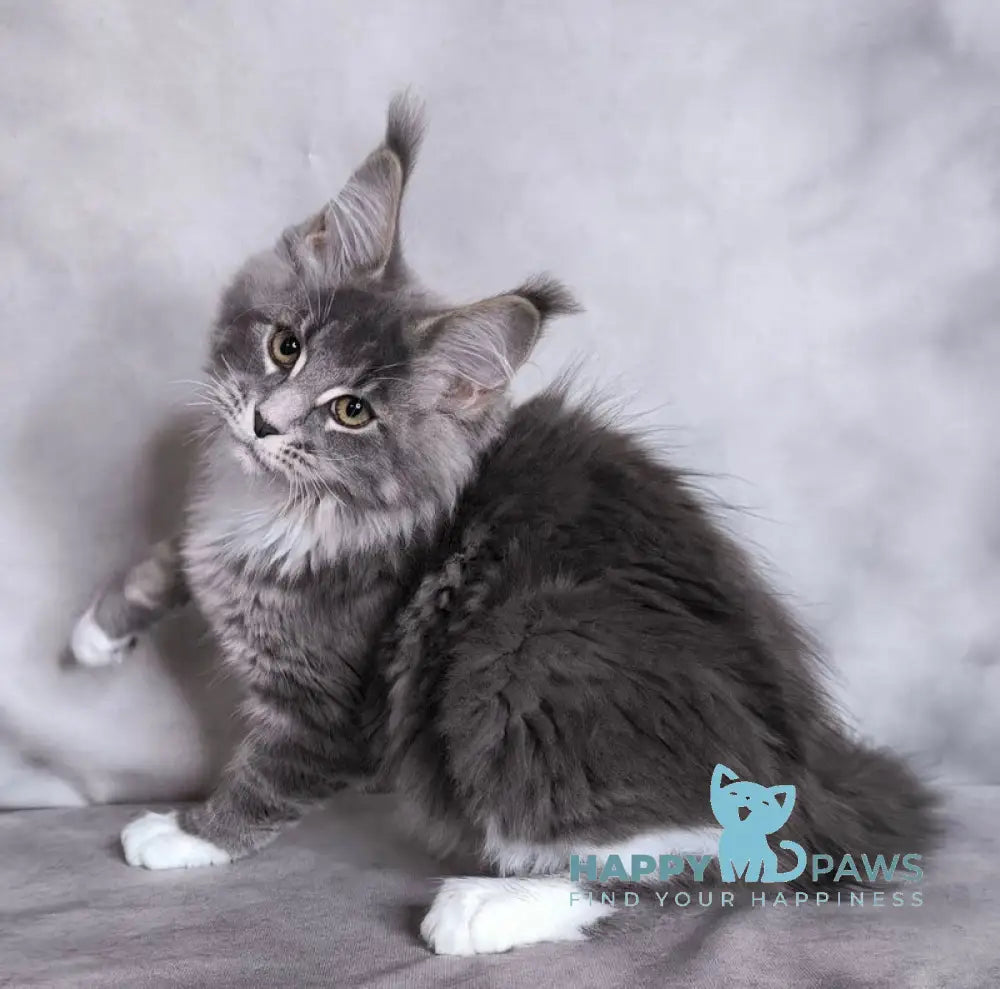 Tsunami Maine Coon female blue silver bicolour tabby live animals