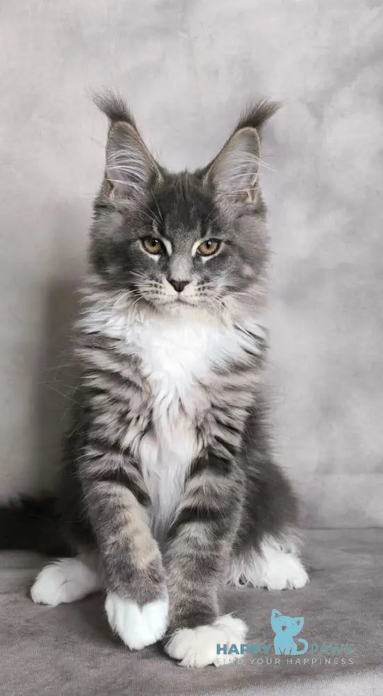 Tsunami Maine Coon female blue silver bicolour tabby live animals