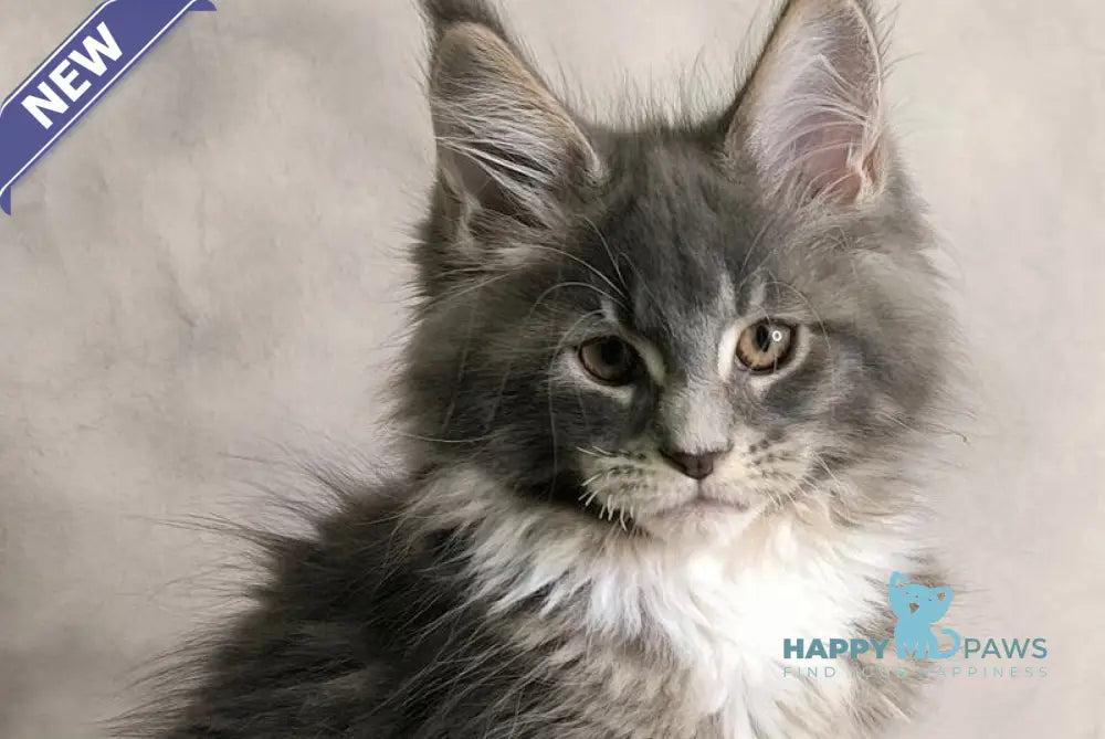Tsunami Maine Coon female blue silver bicolour tabby live animals