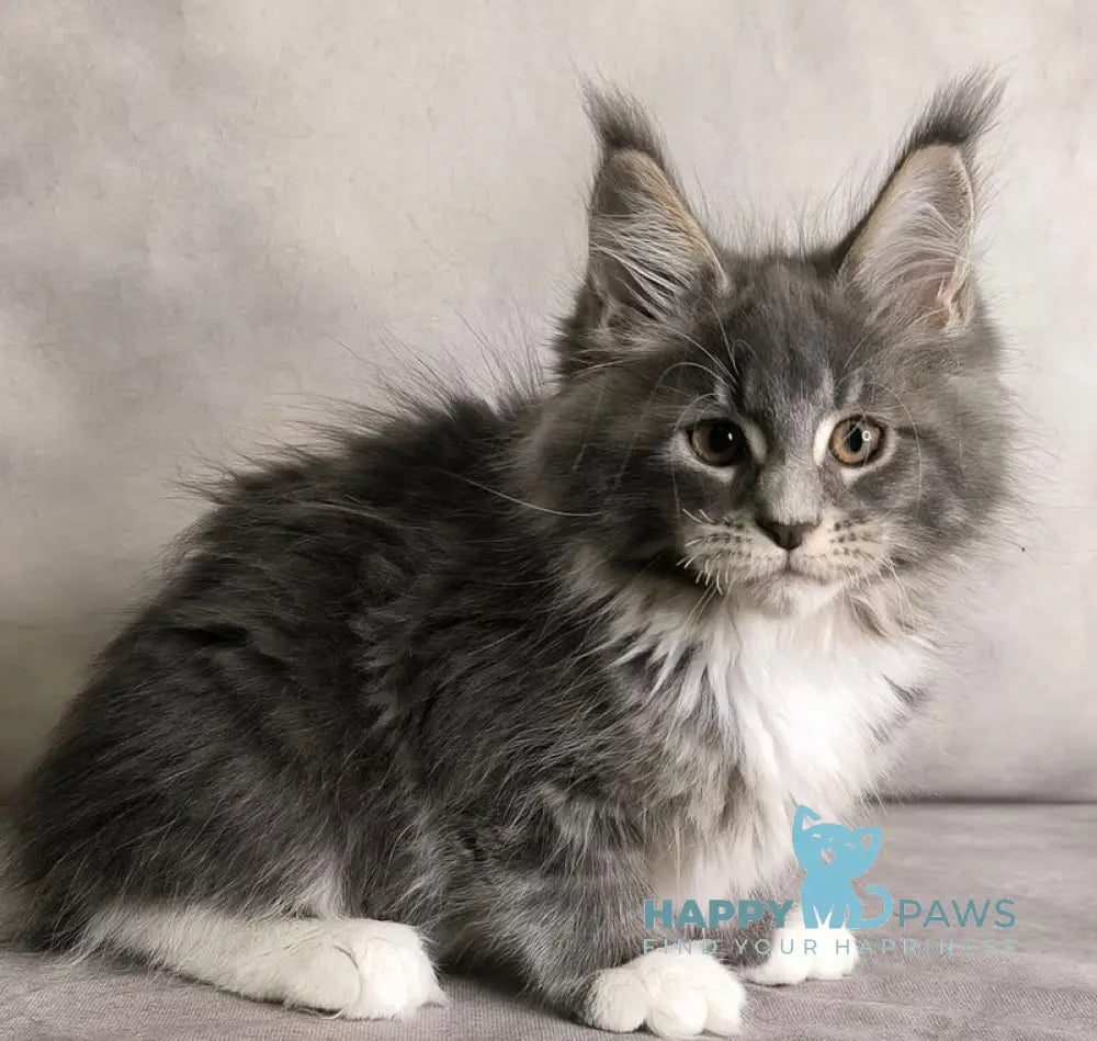 Tsunami Maine Coon female blue silver bicolour tabby live animals