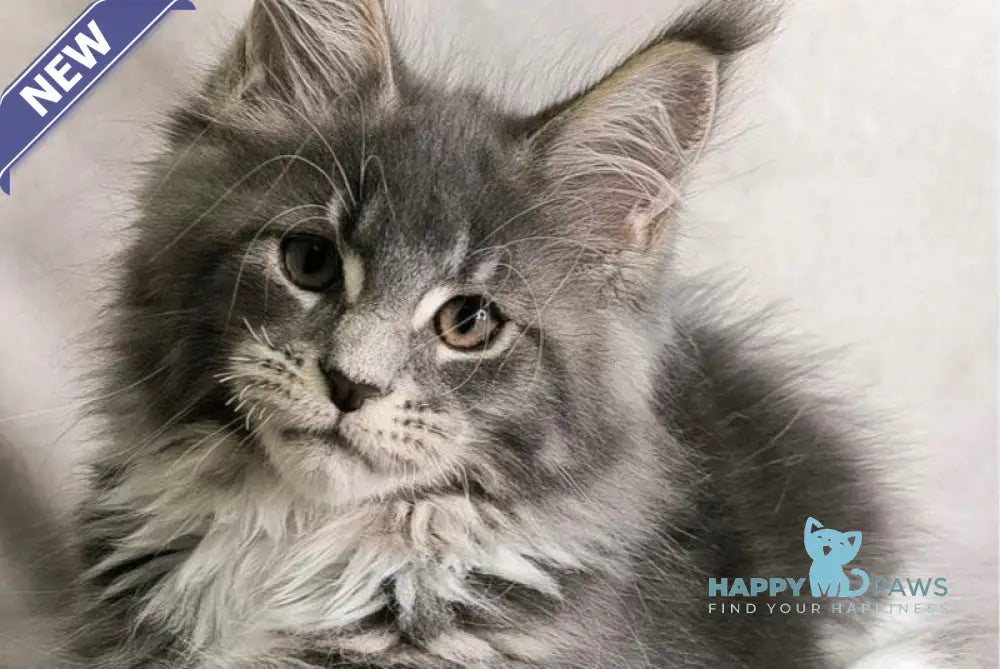 Tsunami Maine Coon female blue silver bicolour tabby live animals