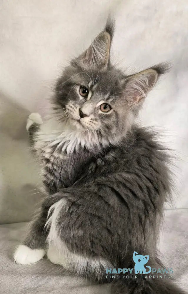 Tsunami Maine Coon female blue silver bicolour tabby live animals