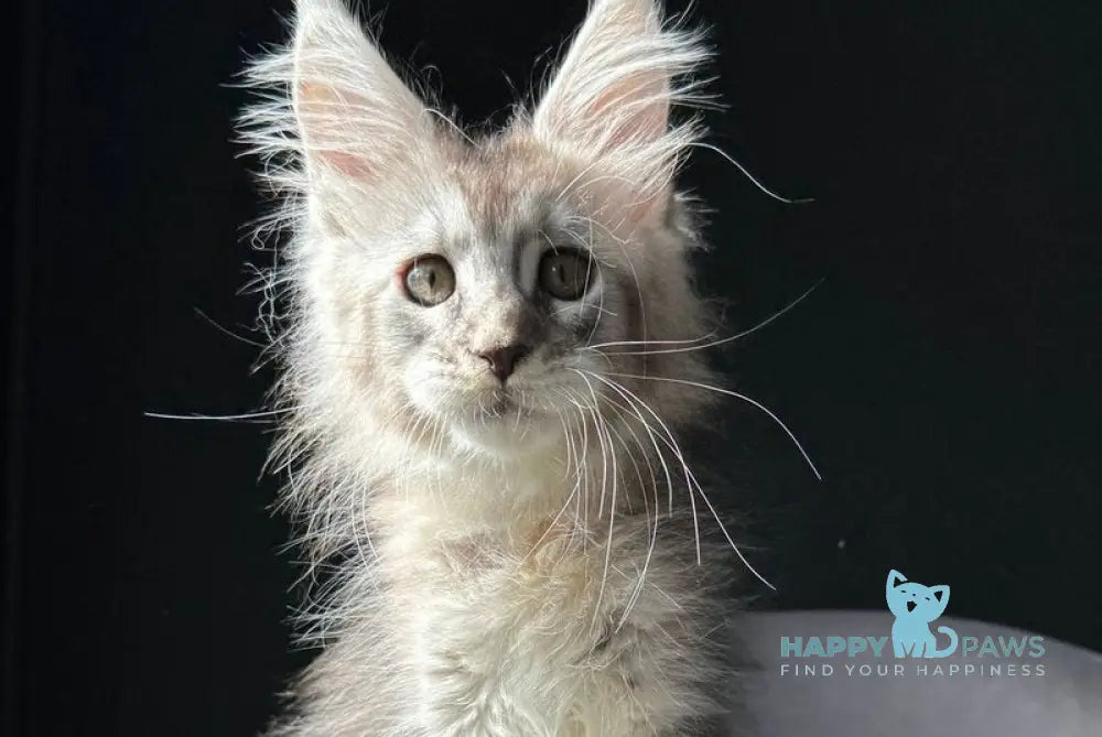 Tuchka Maine Coon female black tortie silver ticked tabby live animals