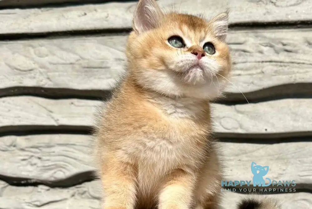 Tucson British Shorthair male black golden shaded live animals