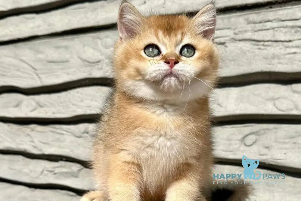 Tucson British Shorthair male black golden shaded live animals