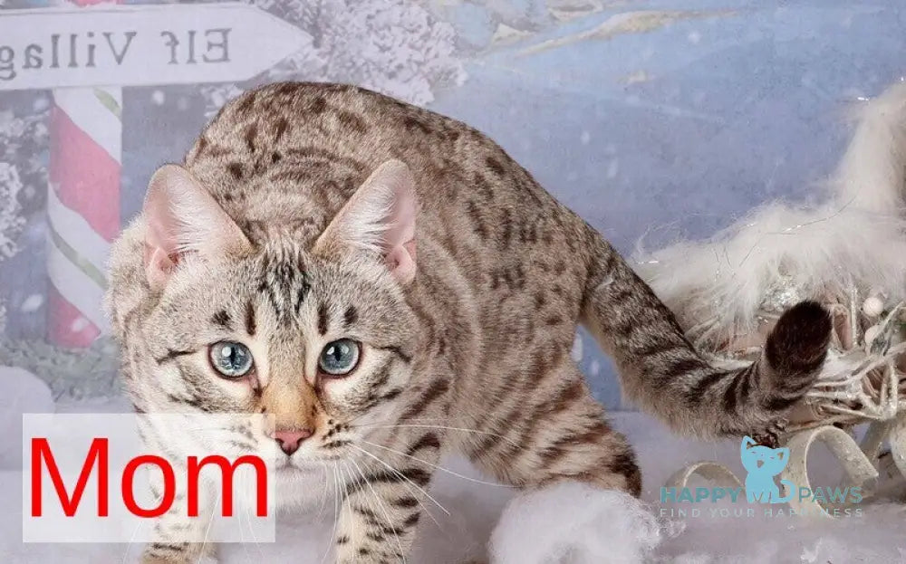 Tuesday Bengal female black spotted tabby pointed live animals