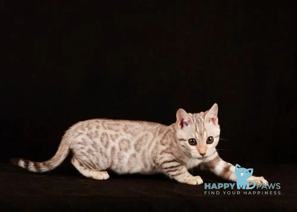 Tuesday Bengal female black spotted tabby pointed live animals
