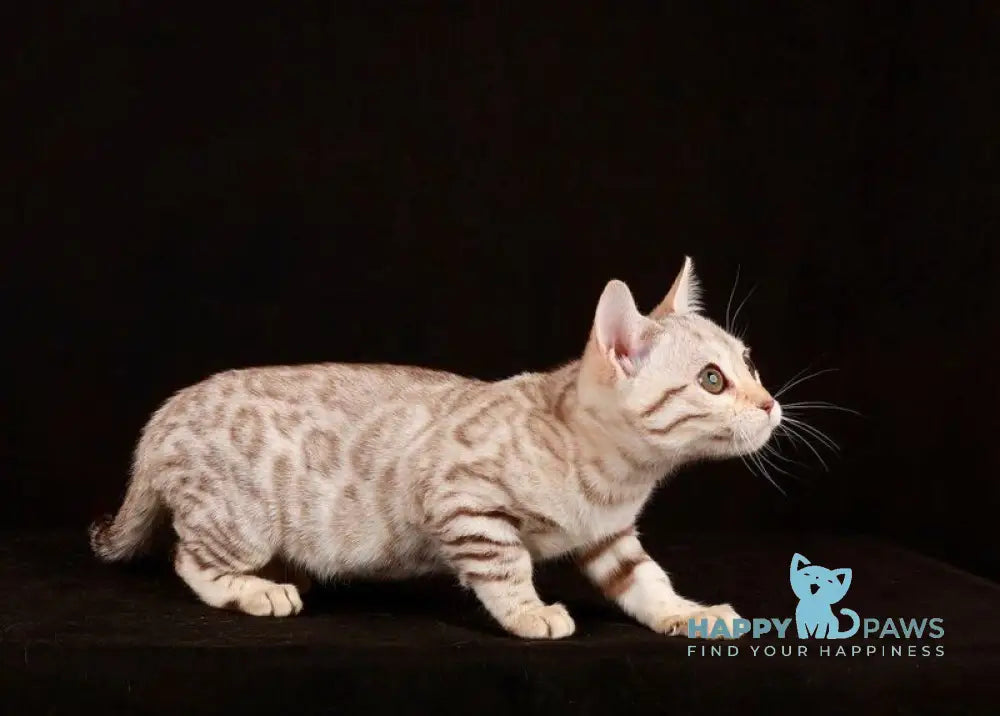 Tuesday Bengal female black spotted tabby pointed live animals
