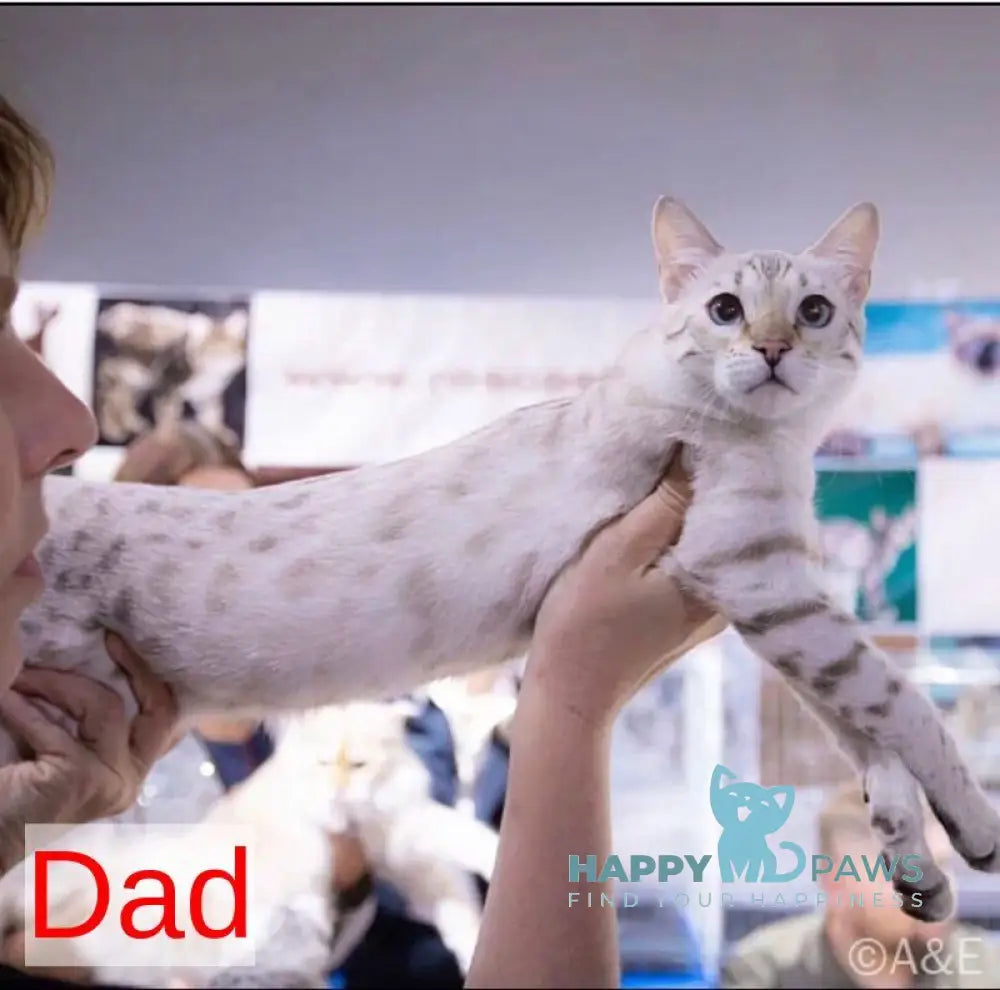 Tuesday Bengal female black spotted tabby pointed live animals