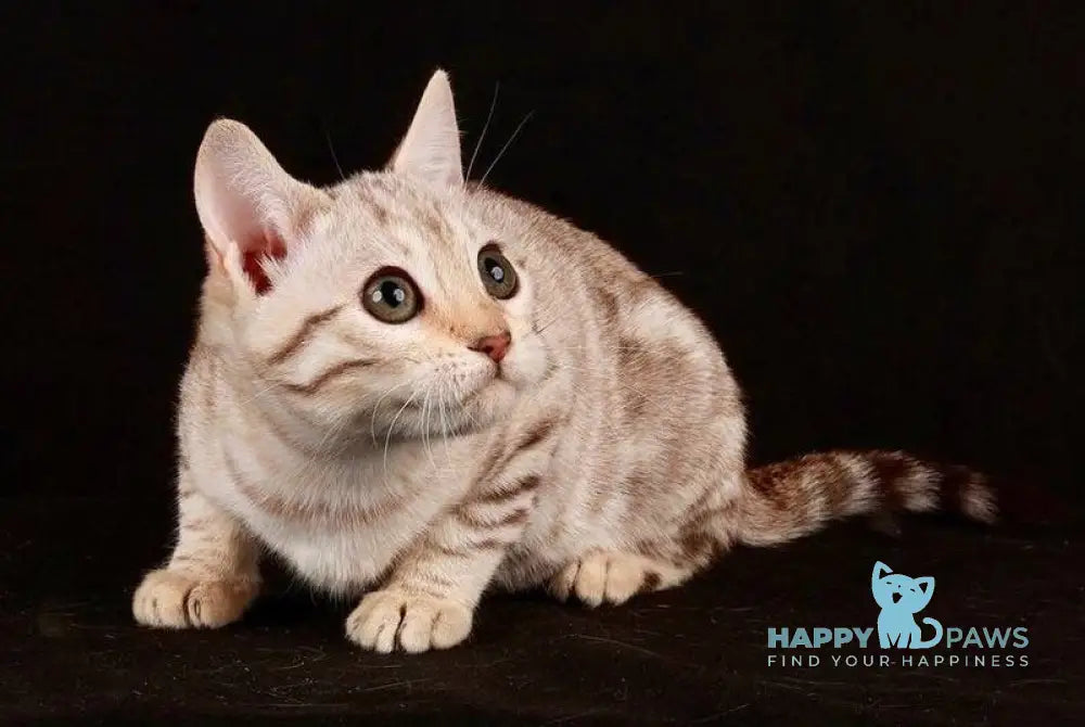 Tuesday Bengal female black spotted tabby pointed live animals