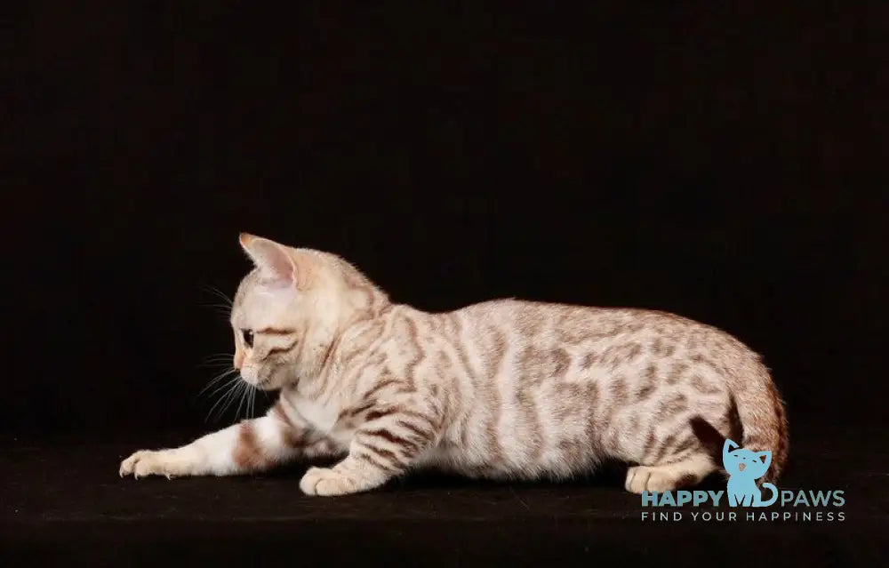 Tuesday Bengal female black spotted tabby pointed live animals