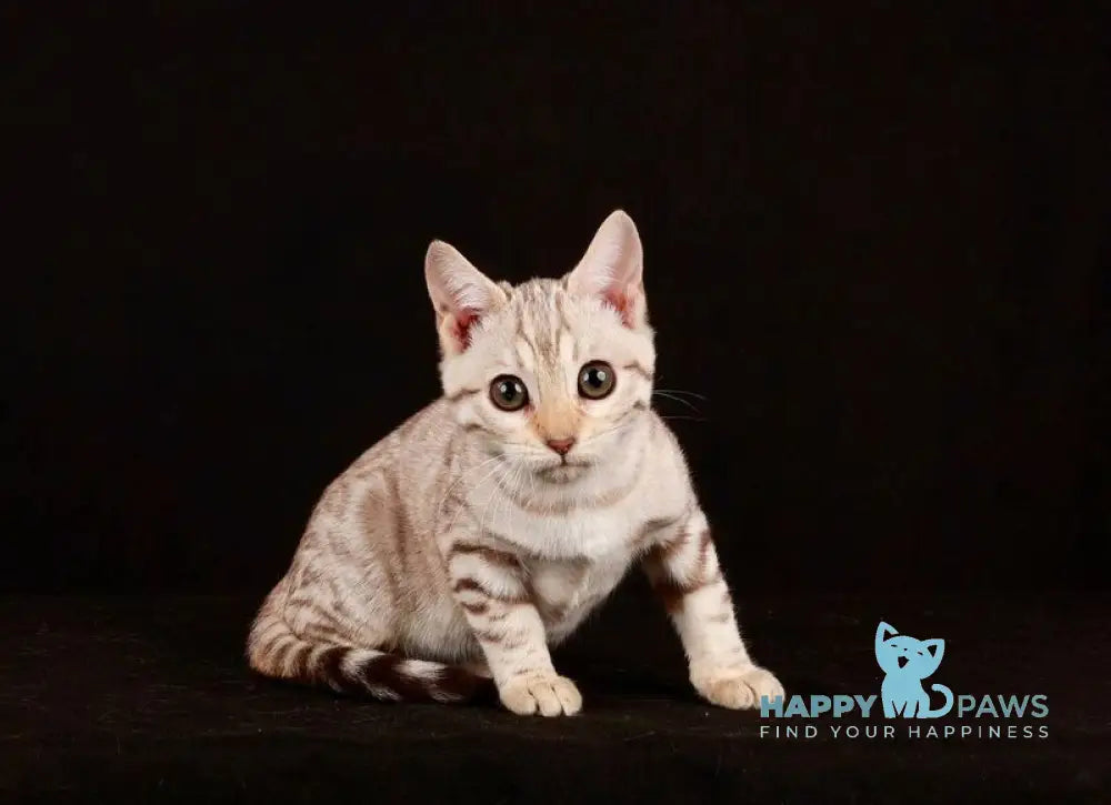 Tuesday Bengal female black spotted tabby pointed live animals