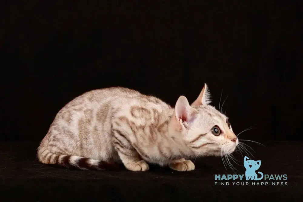 Tuesday Bengal female black spotted tabby pointed live animals