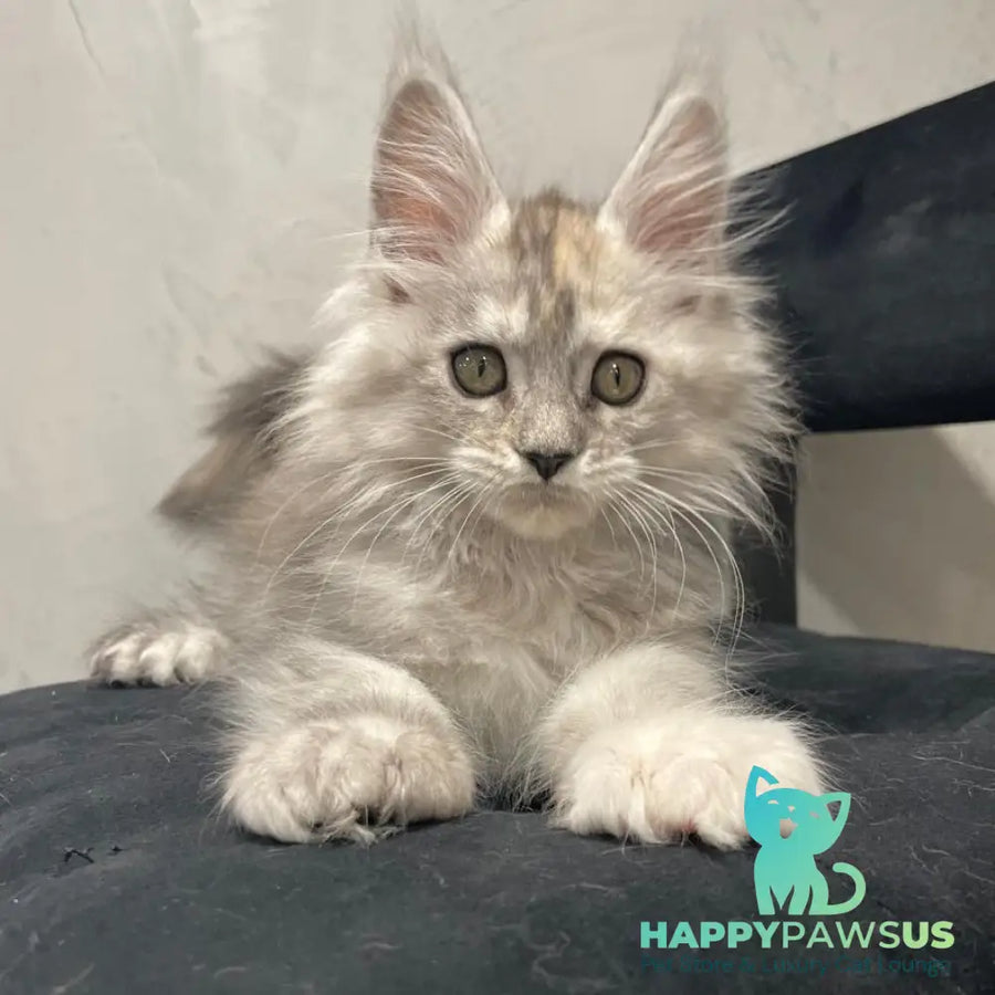 Tuffy Maine Coon polydactyl 5x6x6x6 female black tortie silver - live animals