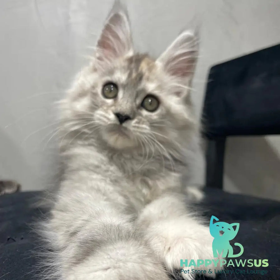 Tuffy Maine Coon polydactyl 5x6x6x6 female black tortie silver - live animals
