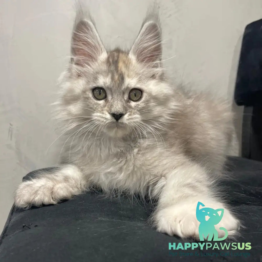 Tuffy Maine Coon polydactyl 5x6x6x6 female black tortie silver - live animals