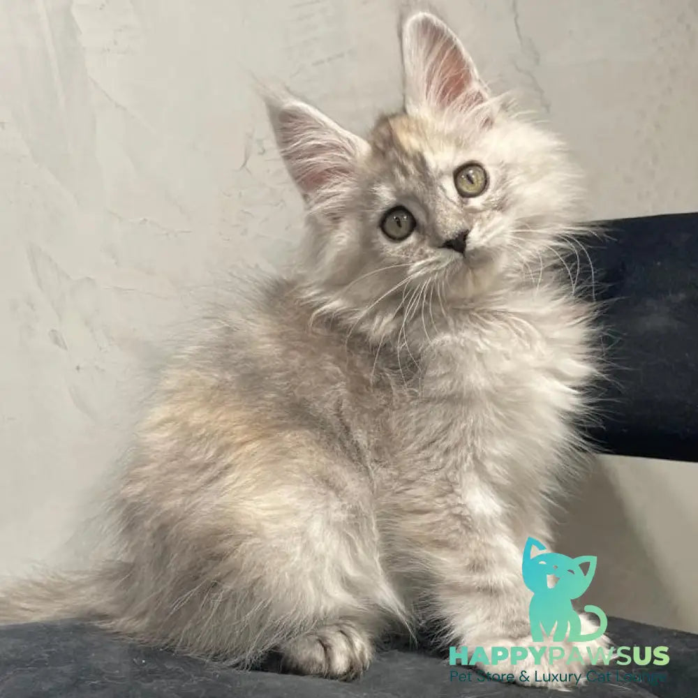 Tuffy Maine Coon polydactyl 5x6x6x6 female black tortie silver - live animals