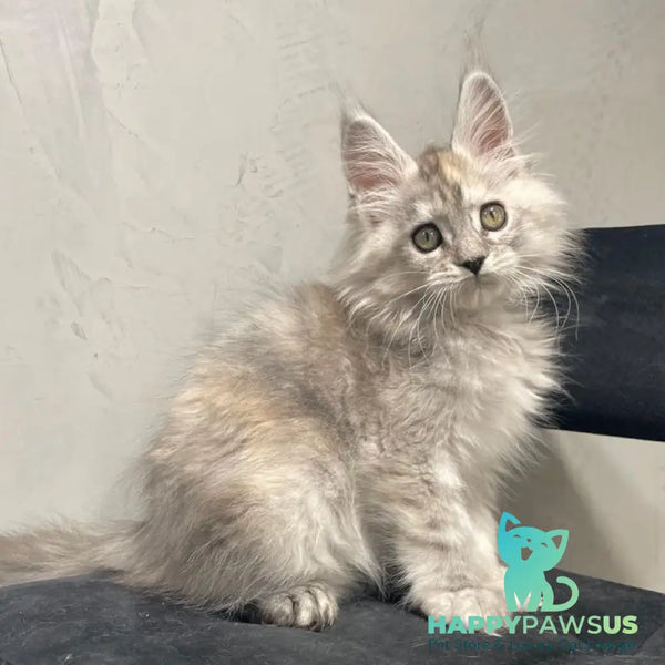 Tuffy Maine Coon polydactyl 5x6x6x6 female black tortie silver - live animals