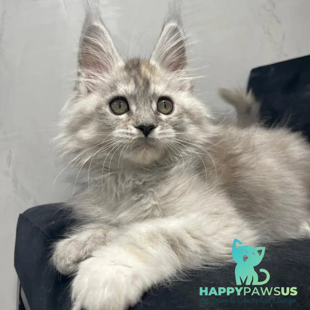 Tuffy Maine Coon polydactyl 5x6x6x6 female black tortie silver - live animals