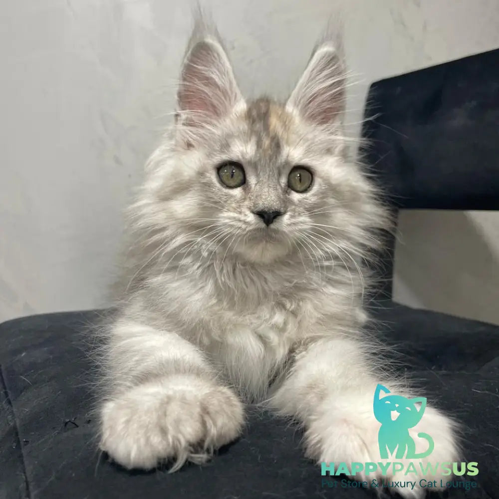Tuffy Maine Coon polydactyl 5x6x6x6 female black tortie silver - live animals