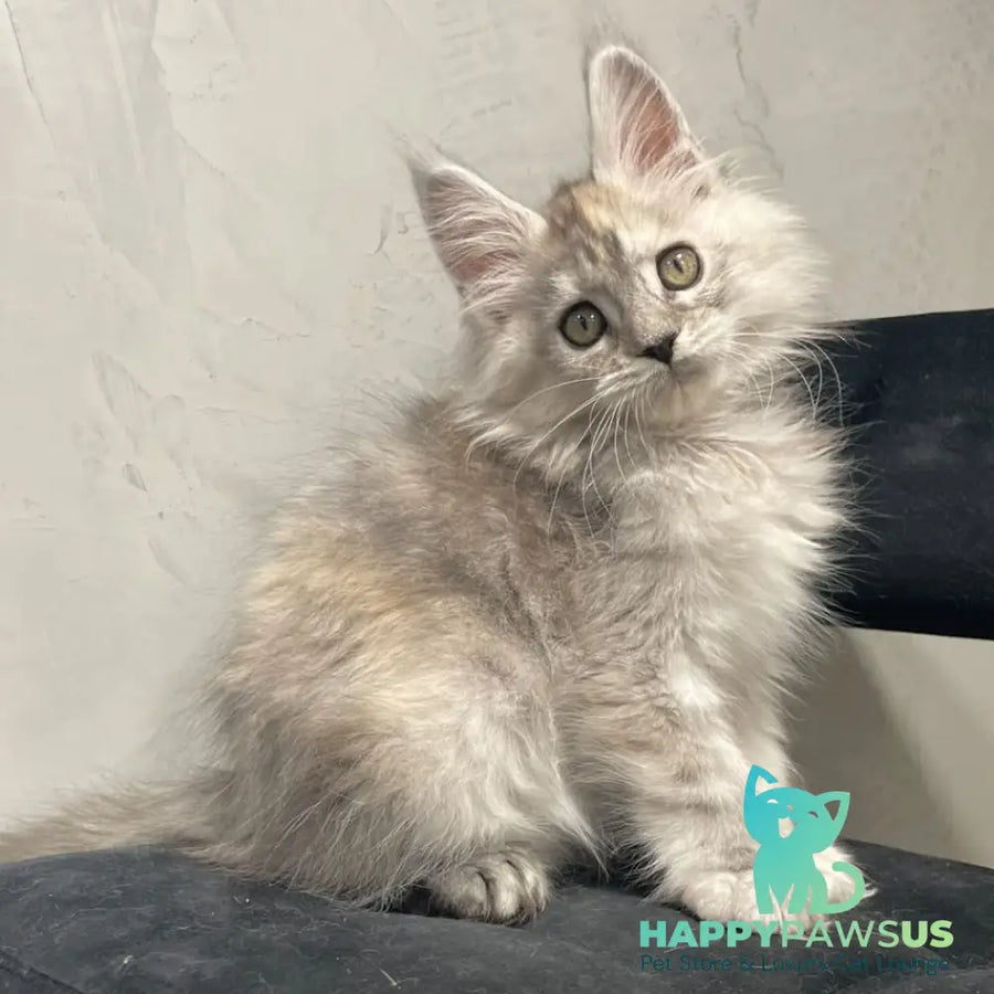 Tuffy Maine Coon polydactyl 5x6x6x6 female black tortie silver - live animals