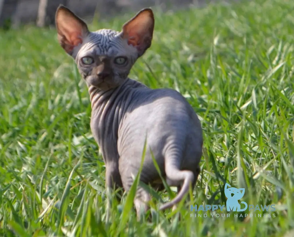 Tukki Canadian Sphynx male chocolate live animals