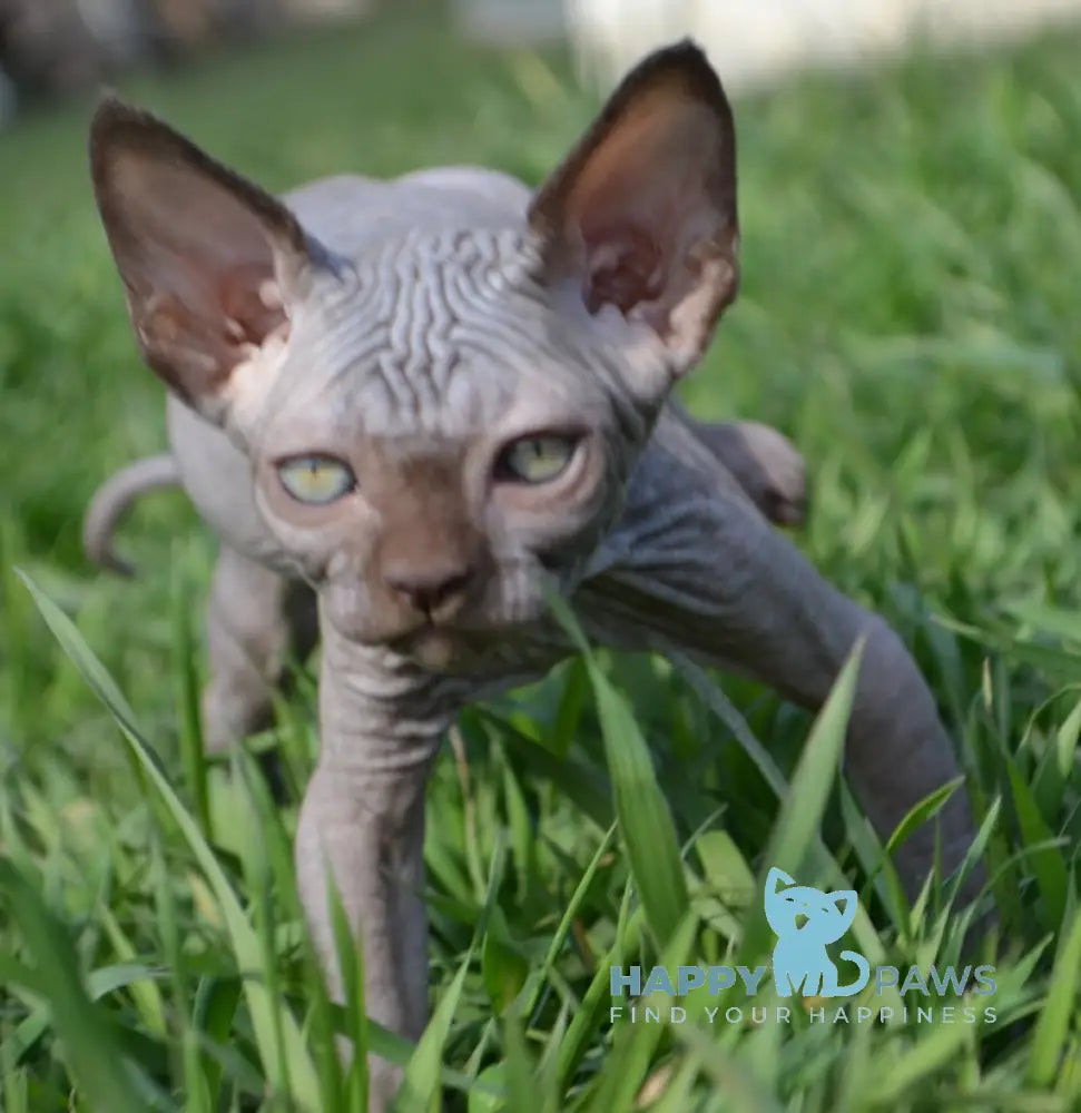 Tukki Canadian Sphynx male chocolate live animals