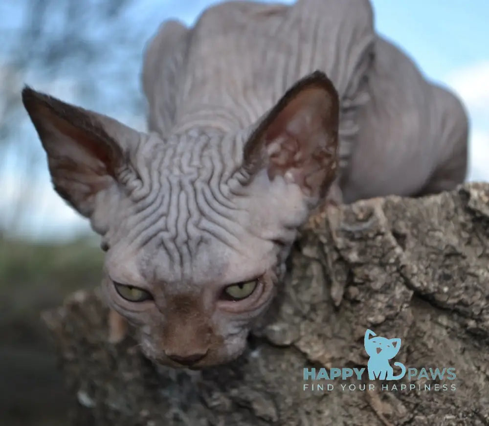 Tukki Canadian Sphynx male chocolate live animals