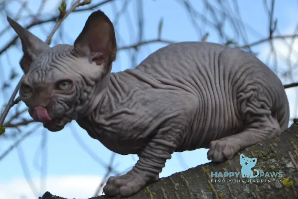Tukki Canadian Sphynx male chocolate live animals