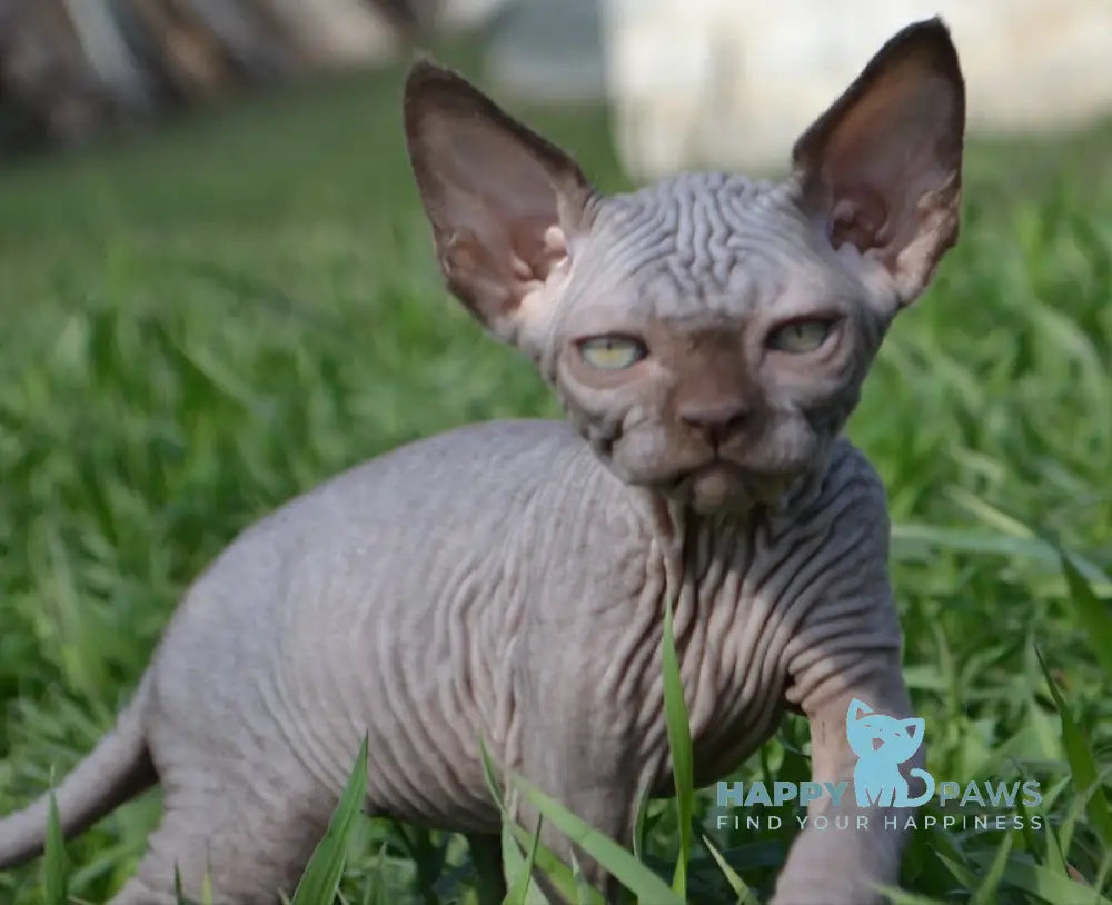 Tukki Canadian Sphynx male chocolate live animals