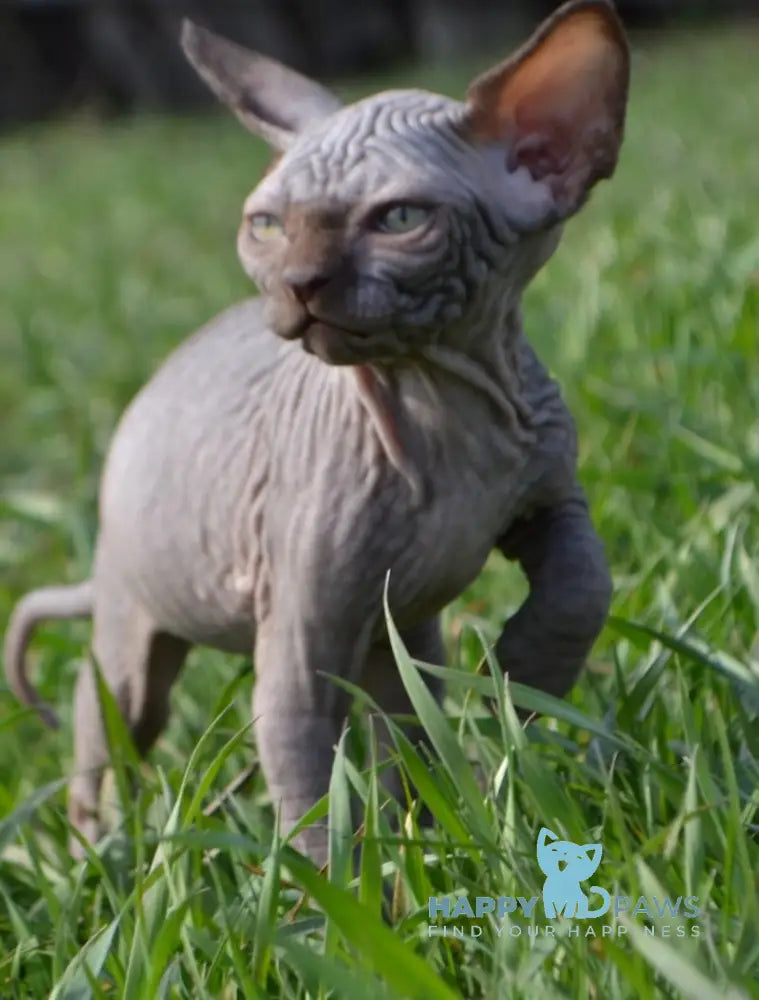 Tukki Canadian Sphynx male chocolate live animals