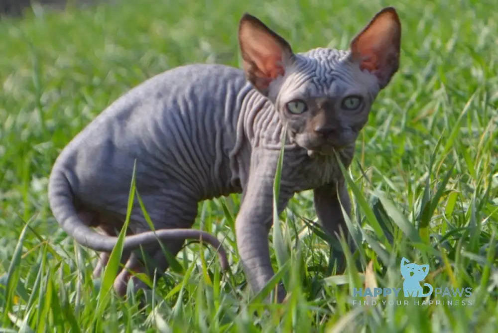 Tukki Canadian Sphynx male chocolate live animals