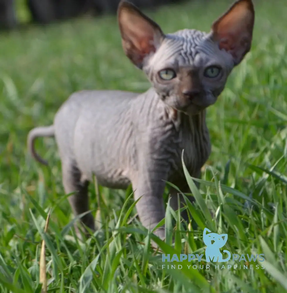 Tukki Canadian Sphynx male chocolate live animals