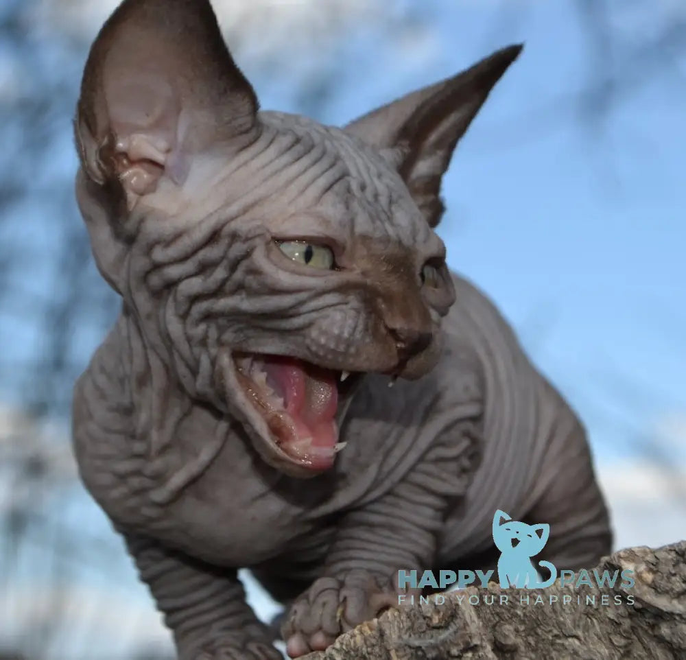 Tukki Canadian Sphynx male chocolate live animals