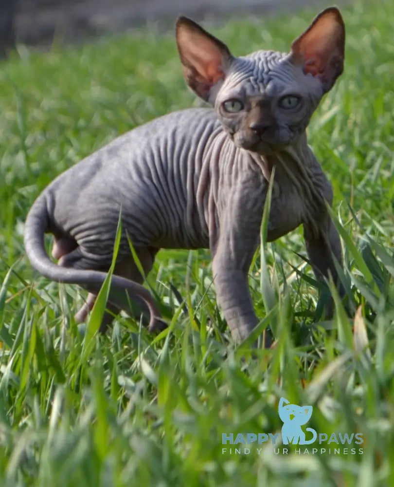 Tukki Canadian Sphynx male chocolate live animals