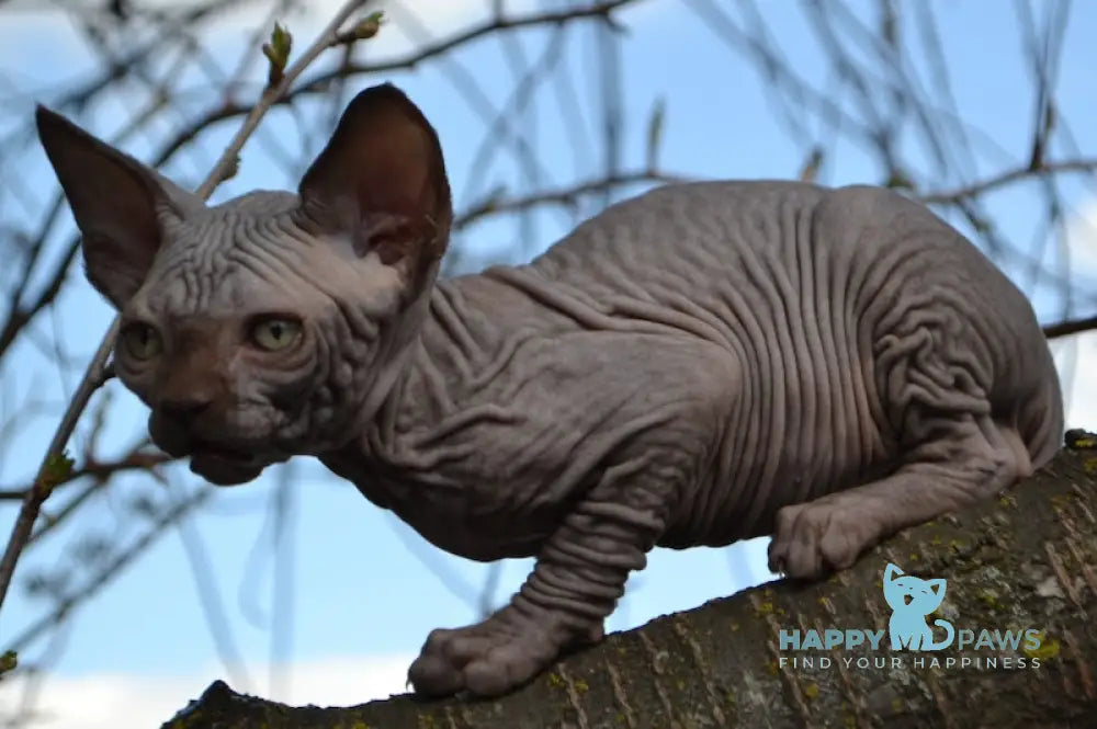 Tukki Canadian Sphynx male chocolate live animals