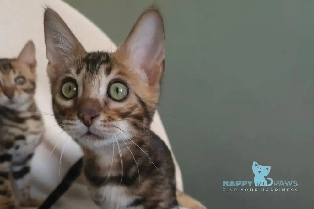 Tulip Bengal male black spotted tabby - live animals