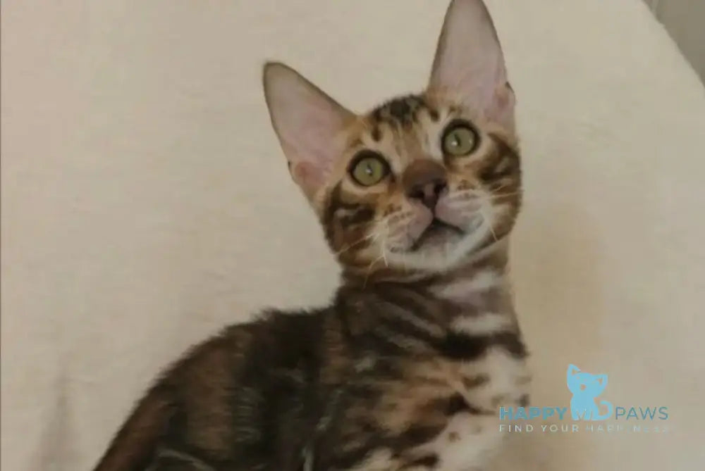 Tulip Bengal male black spotted tabby - live animals
