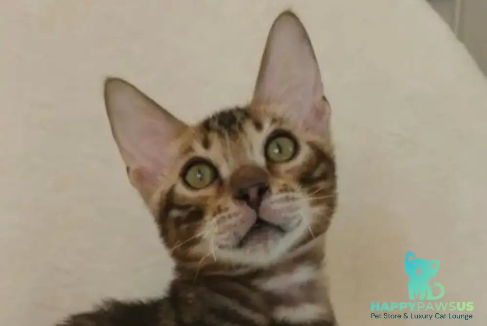 Тulip Bengal male black spotted tabby - live animals