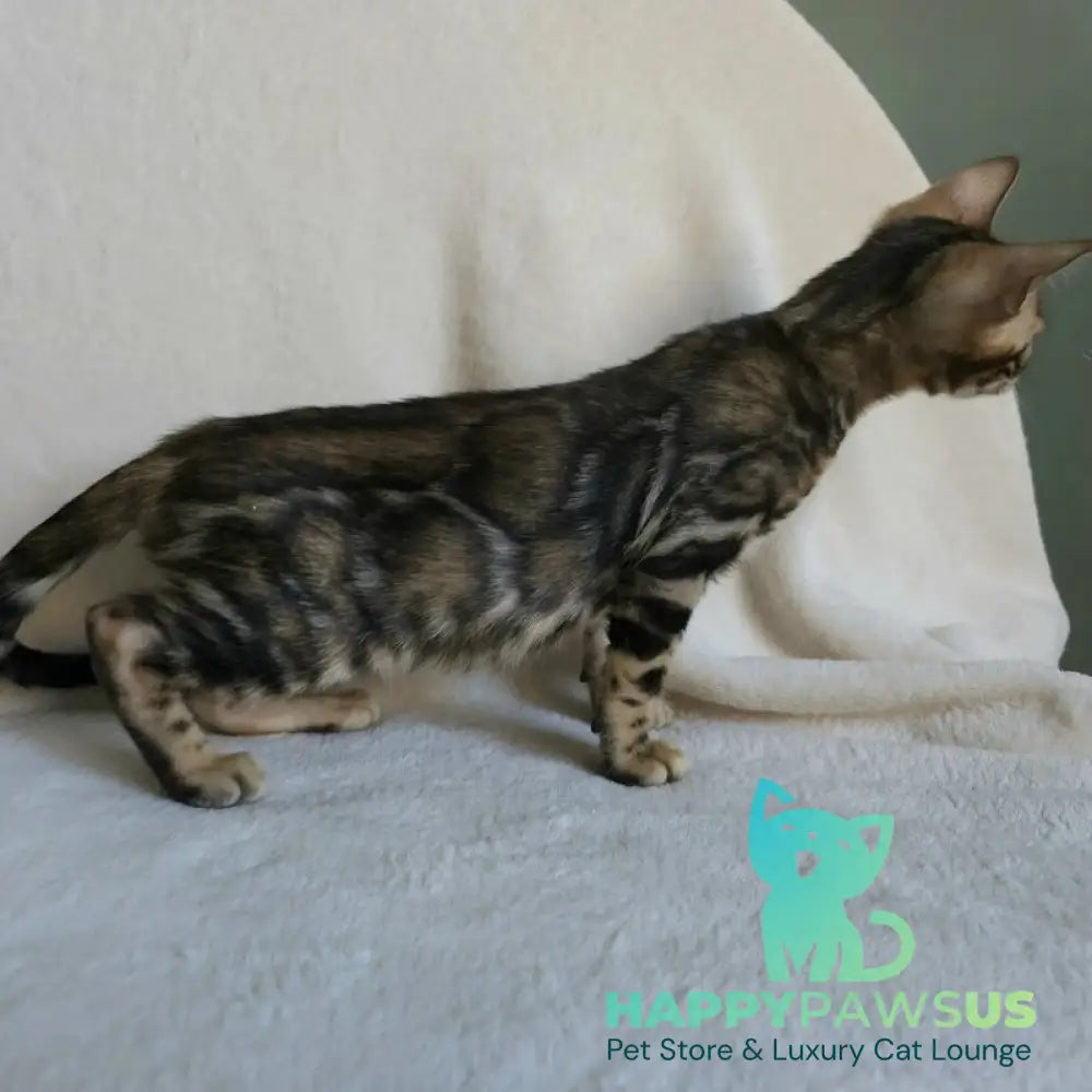 Тulip Bengal male black spotted tabby - live animals