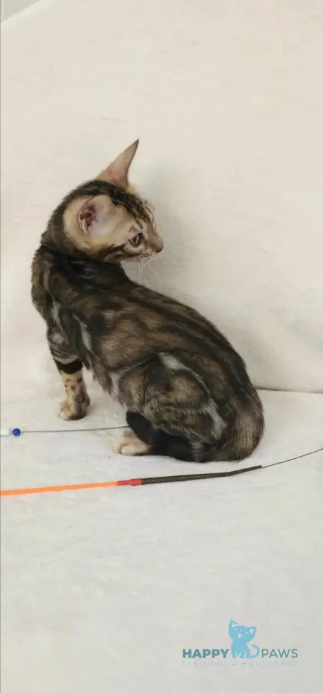 Тulip Bengal male black spotted tabby - live animals