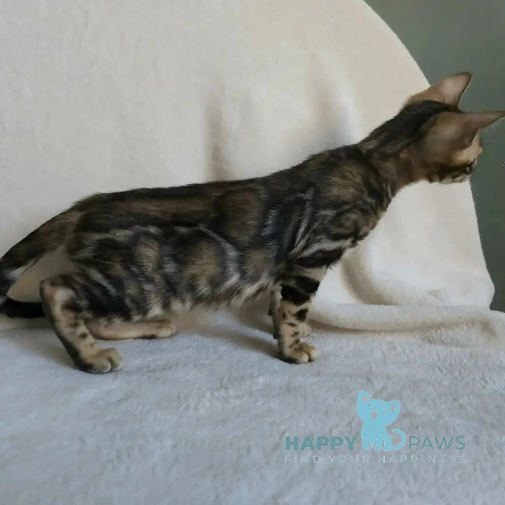 Тulip Bengal male black spotted tabby - live animals