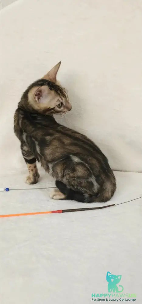 Tulip Bengal male black spotted tabby - live animals