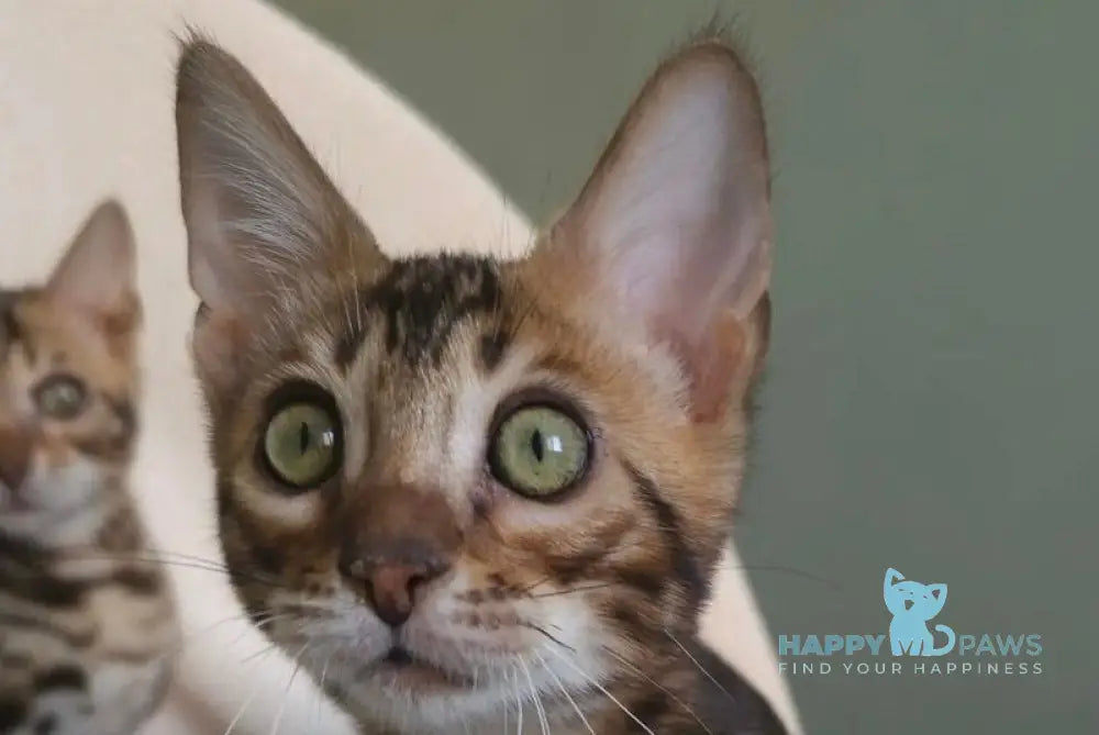 Тulip Bengal male black spotted tabby - live animals